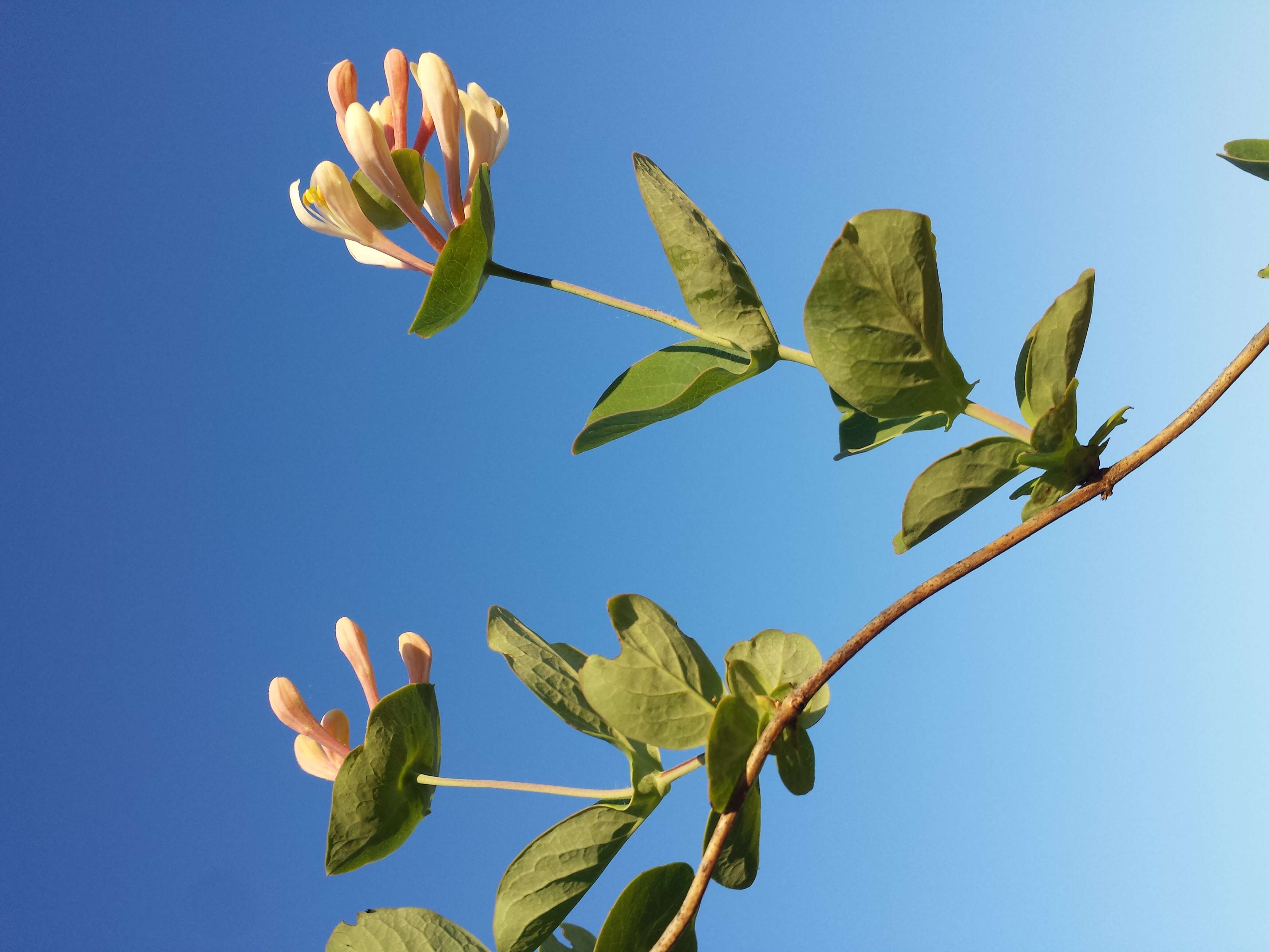 Image of Italian Honeysuckle