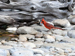 Image of Cardinalis Bonaparte 1838