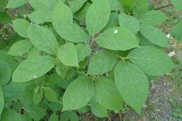 Image de Calycanthus floridus L.