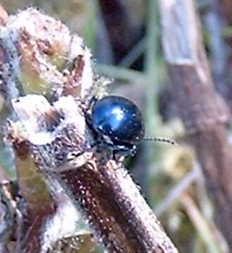 Image of Chrysolina coerulans