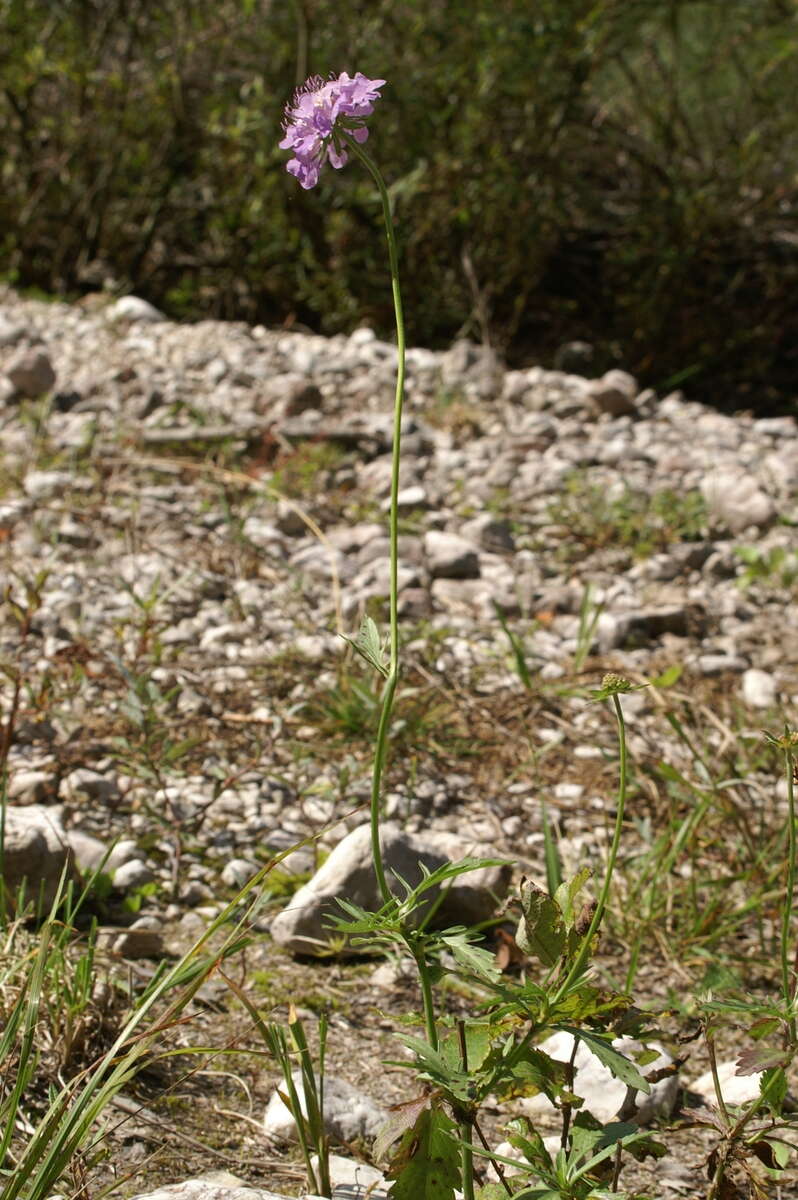 Image of glossy scabious