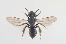 صورة Andrena coitana (Kirby 1802)