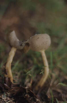 Imagem de Helvella macropus (Pers.) P. Karst. 1871