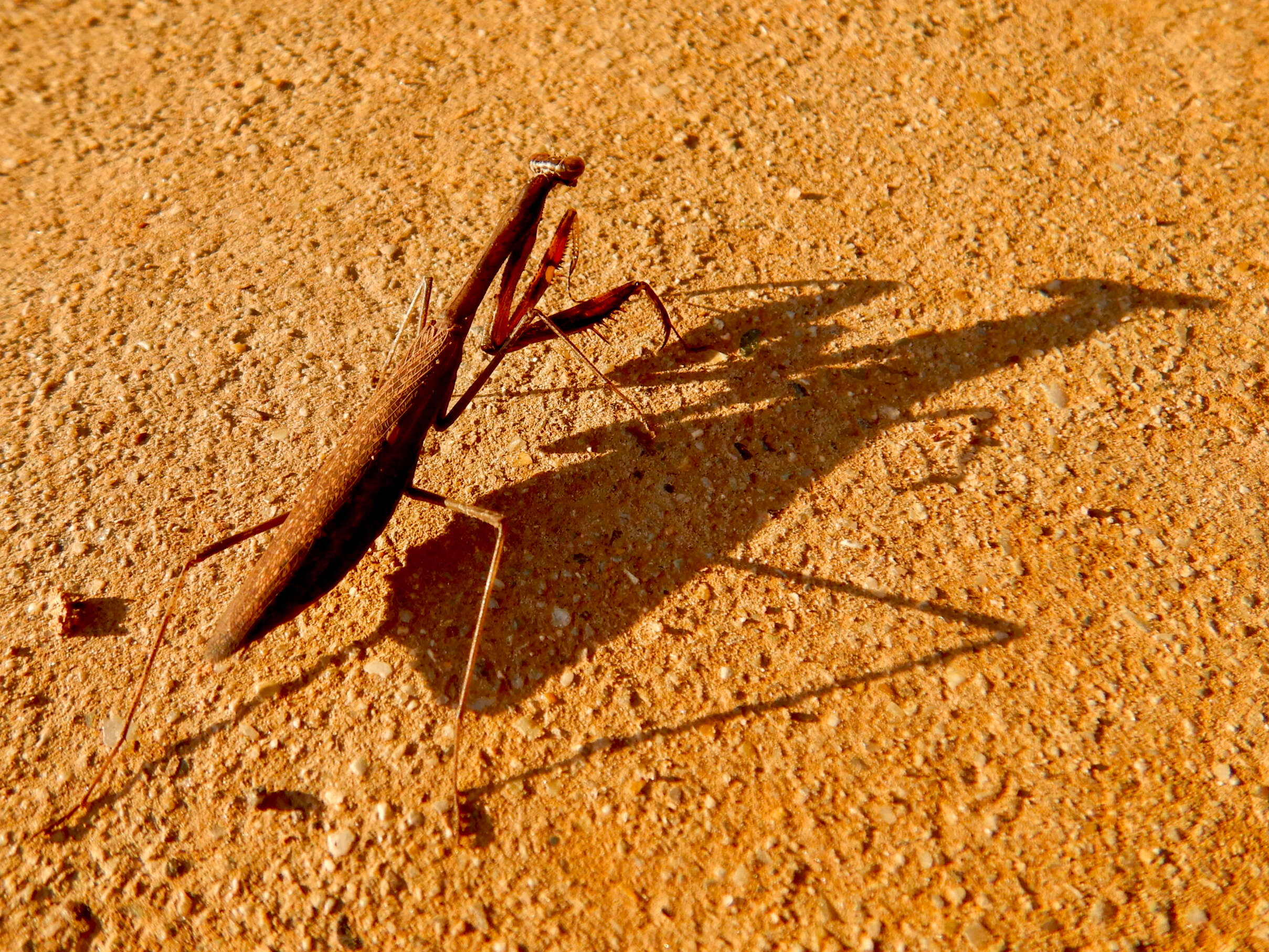 Image of Statilia maculata Thunberg 1784