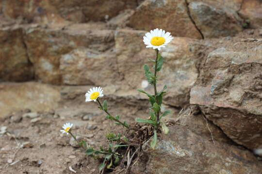 صورة Leucanthemum ircutianum (Turcz.) DC.