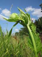 Image of Cabbage Thistle