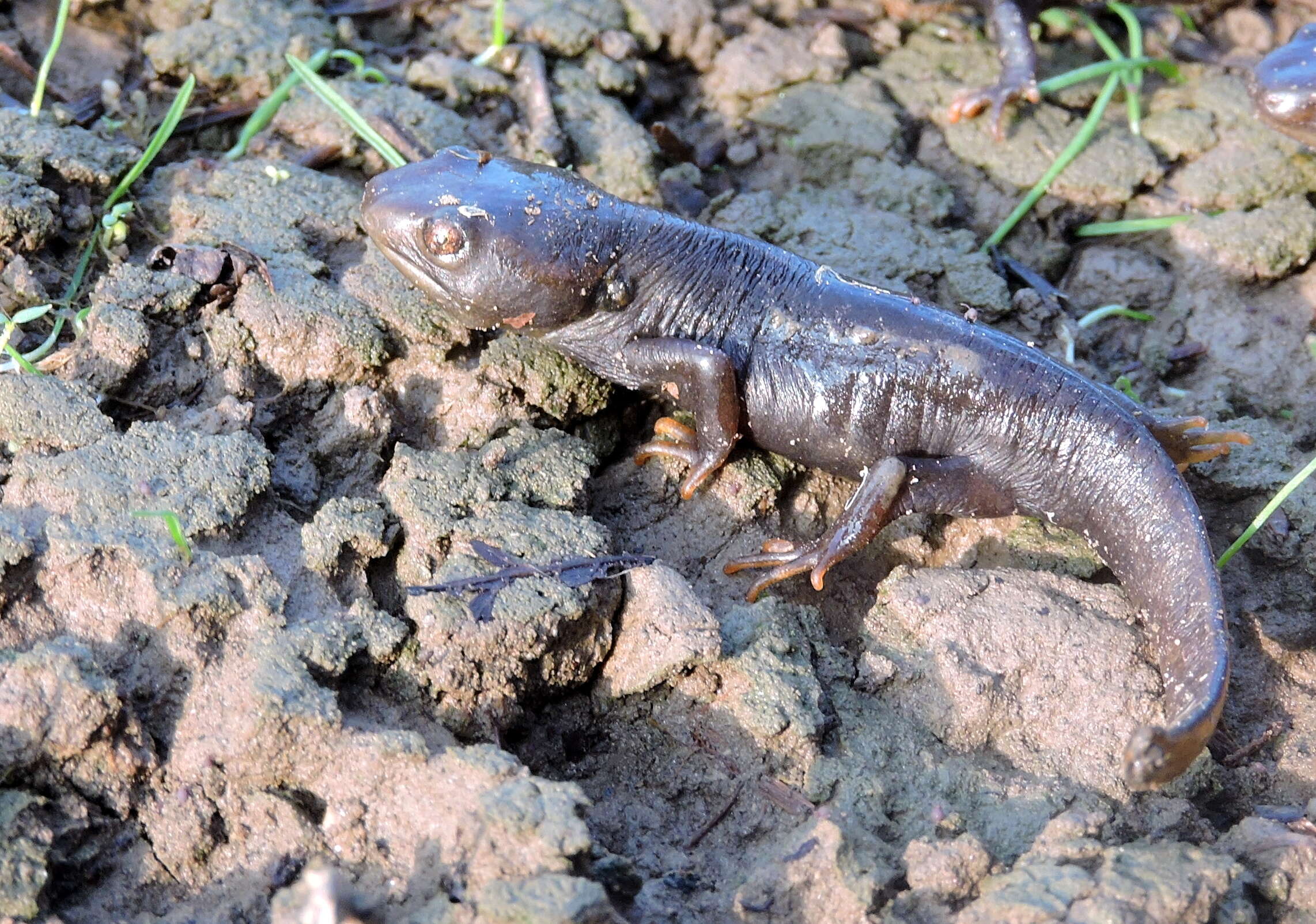 Image of Tylototriton himalayanus Khatiwada, Wang, Ghimire, Vasudevan, Paudel & Jiang 2015