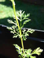 Image of coriander