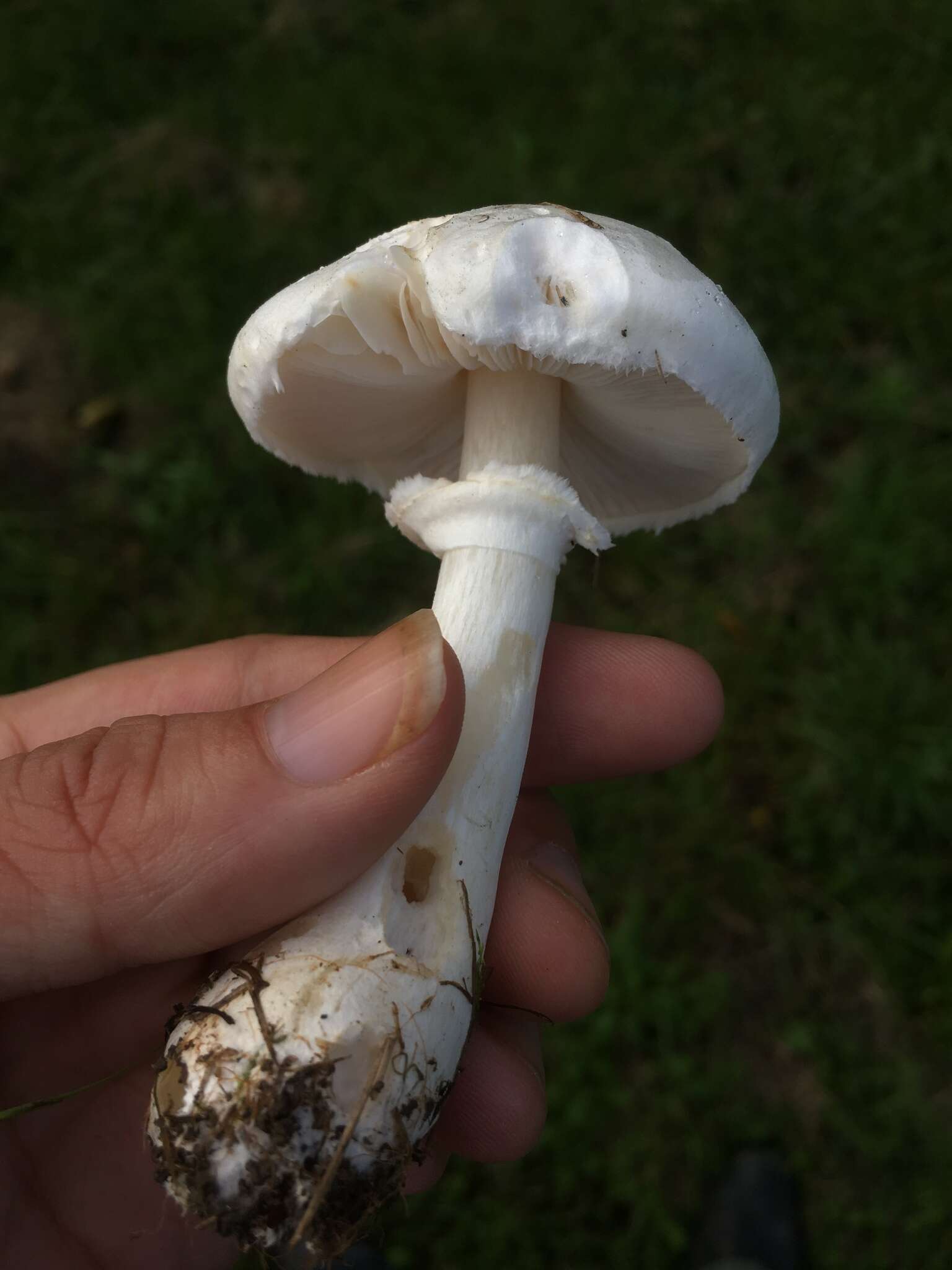 Image of Leucoagaricus leucothites (Vittad.) Wasser 1977