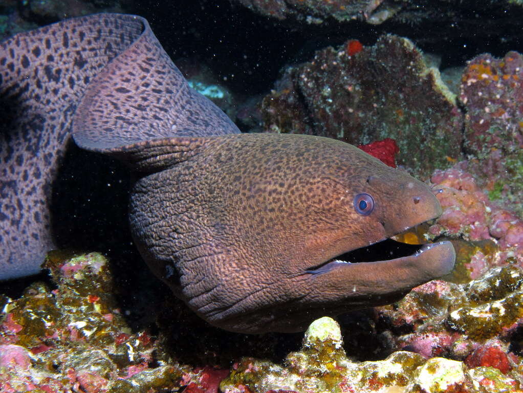 Image of Giant moray