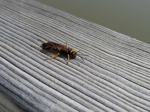 Image of mud daubers