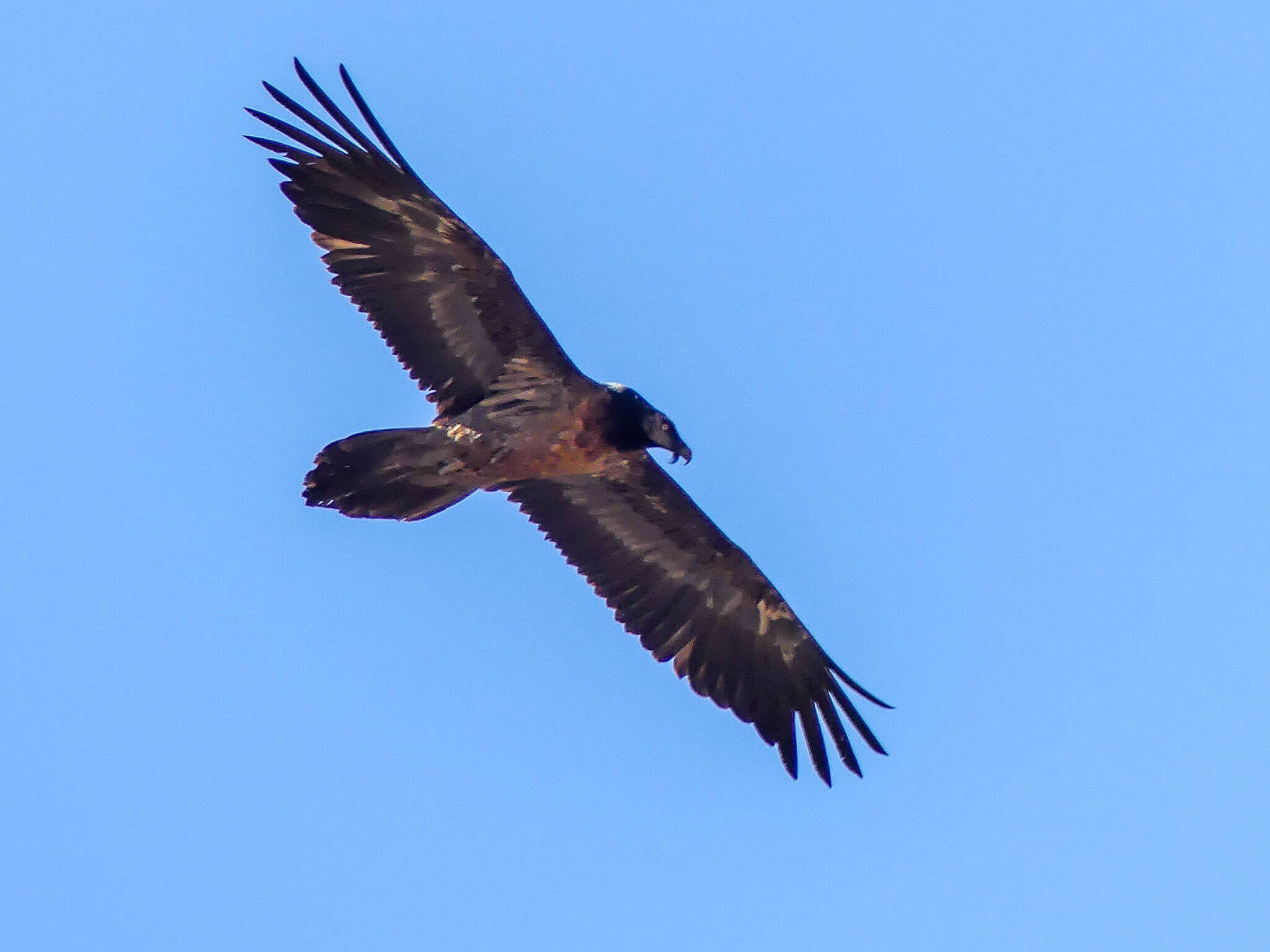 Image of Gypaetus Storr 1784