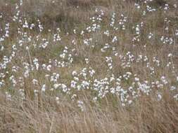 Image of common cottongrass