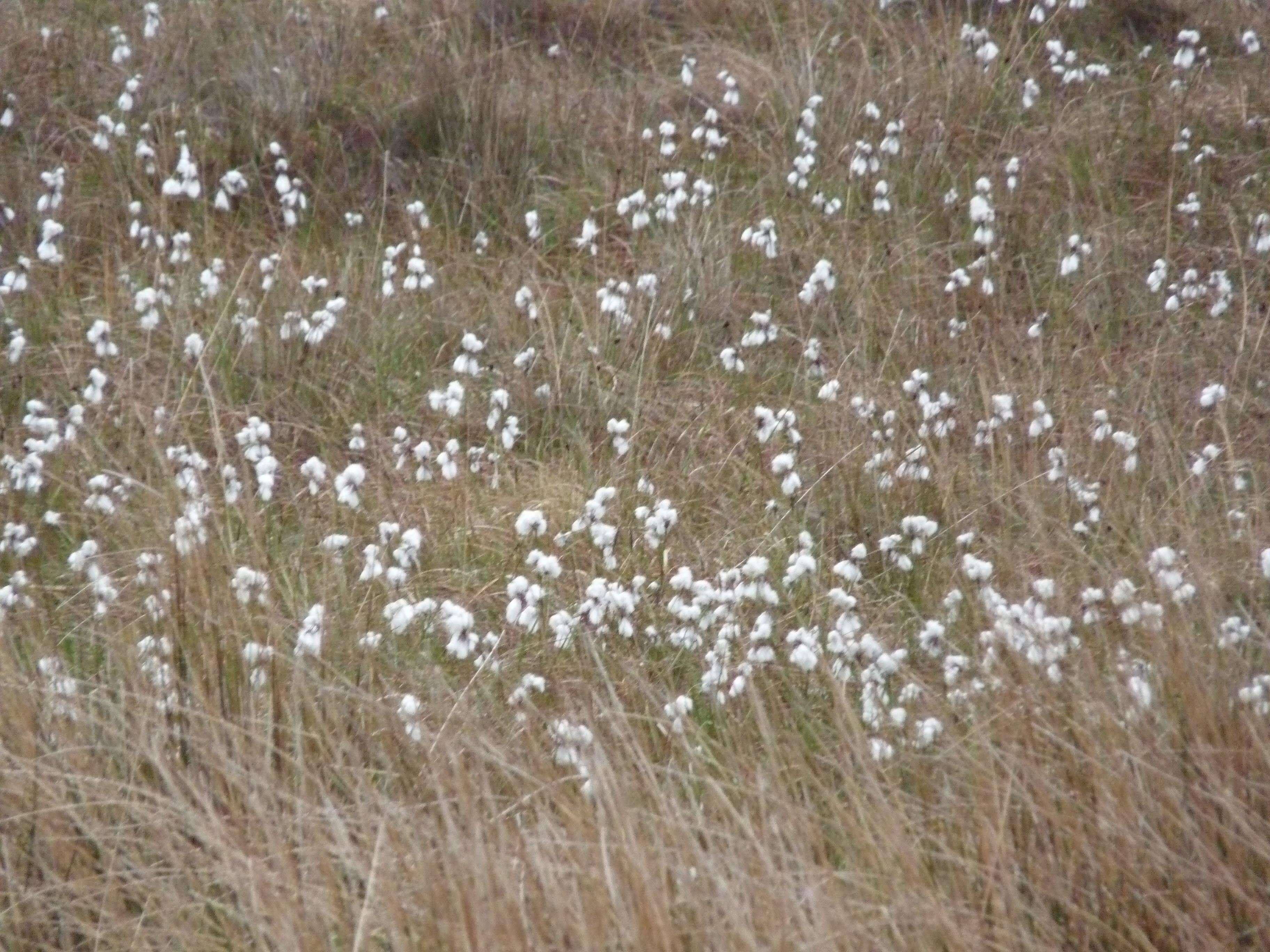 Image of common cottongrass