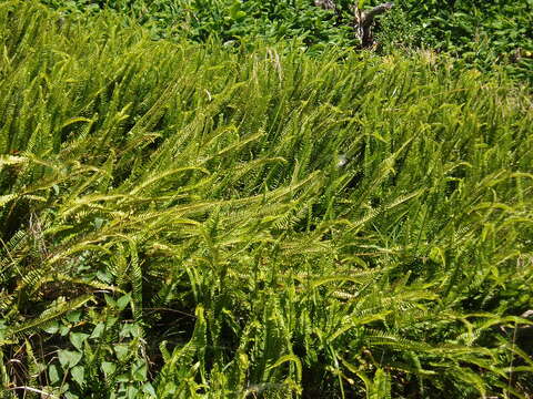 Image of narrow swordfern