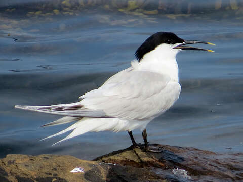 Image of Sandwich Tern