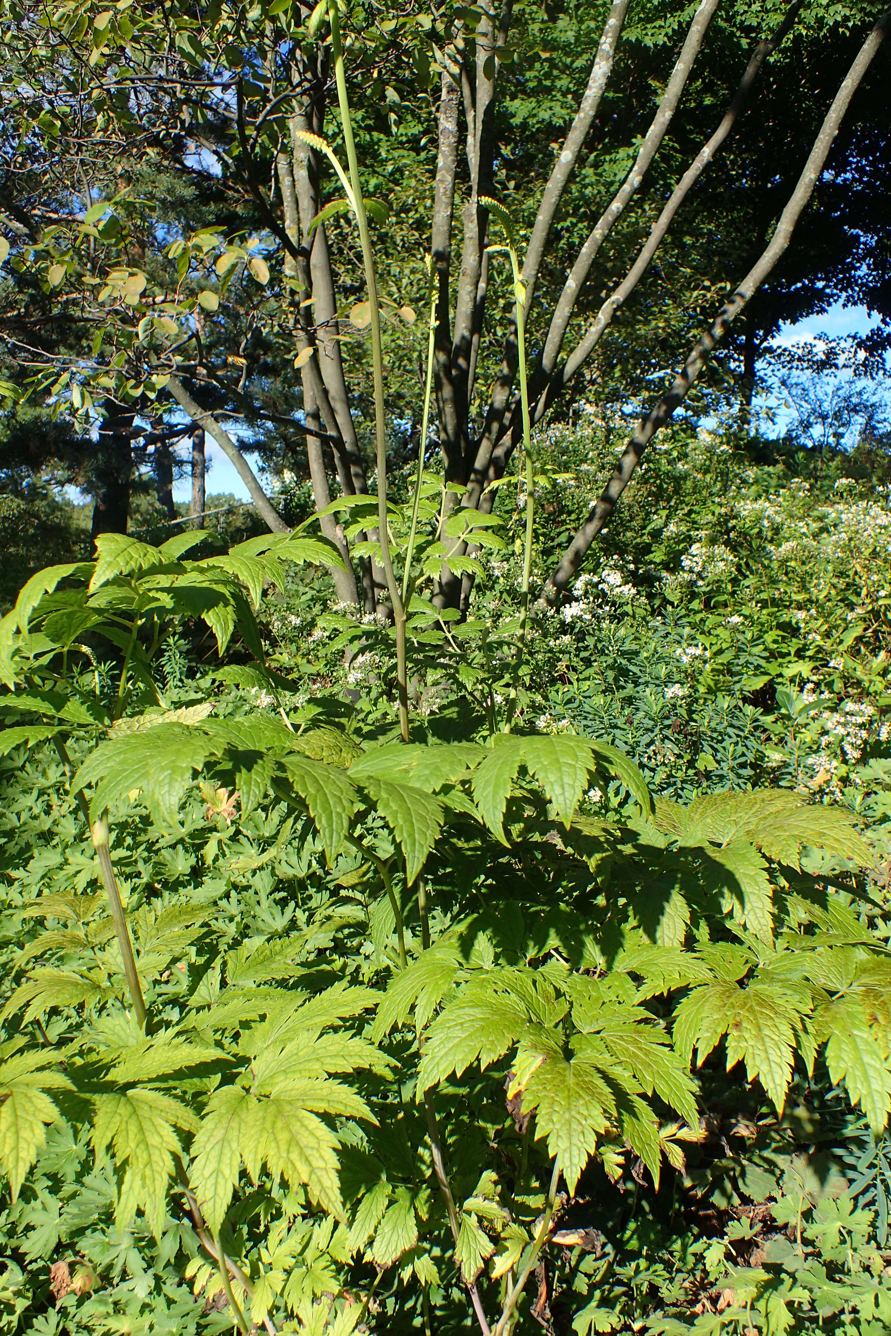 Image of Arizona bugbane