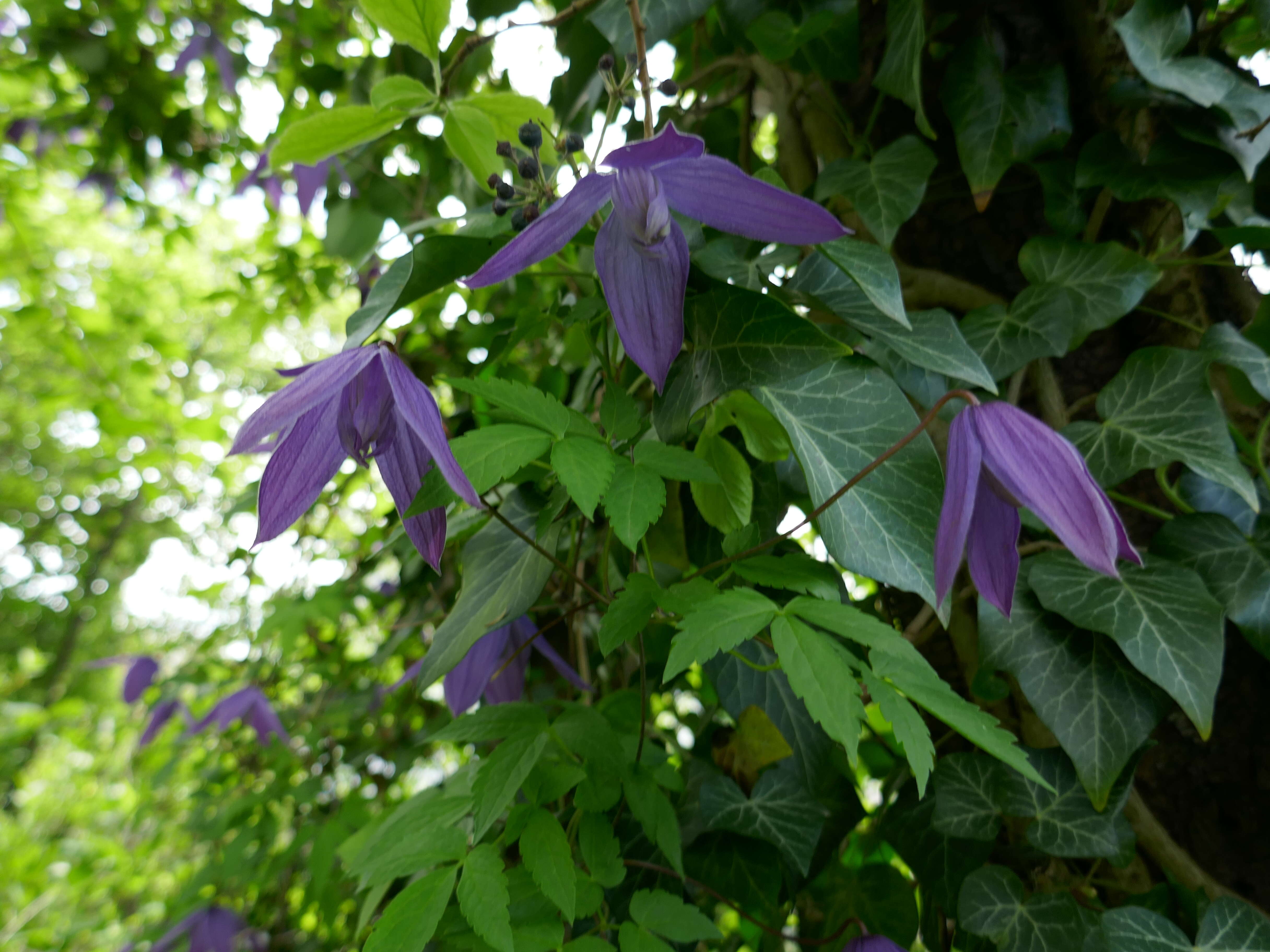 صورة Clematis macropetala Ledeb.