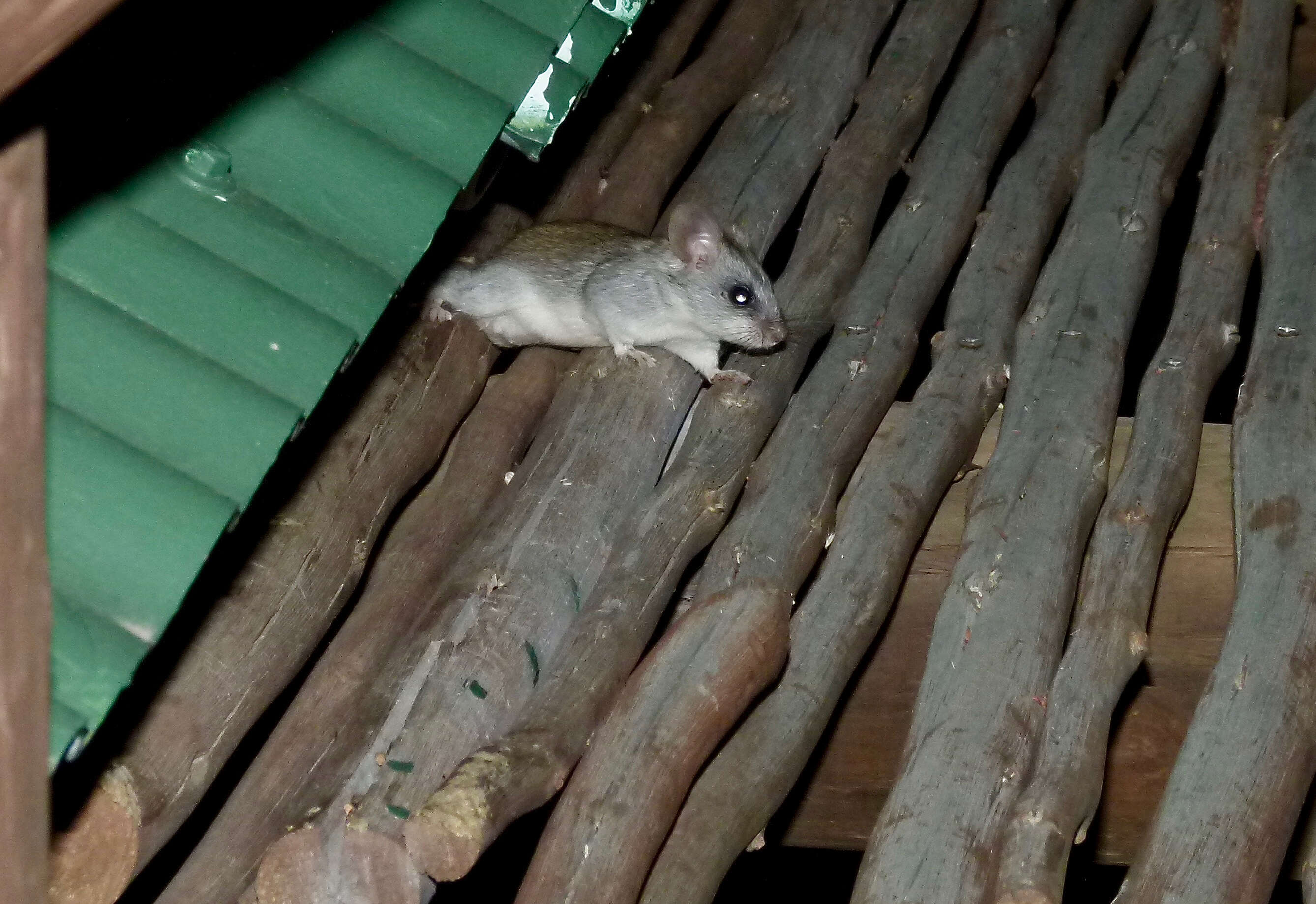 Image of Black-tailed Thallomys