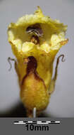 Imagem de Orobanche reticulata Wallr.