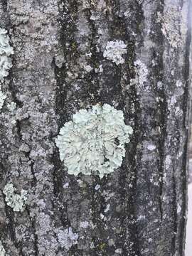 Image of Common greenshield lichen