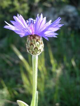 Image of Centaurea cyanoides Berggren & Wahlenb.