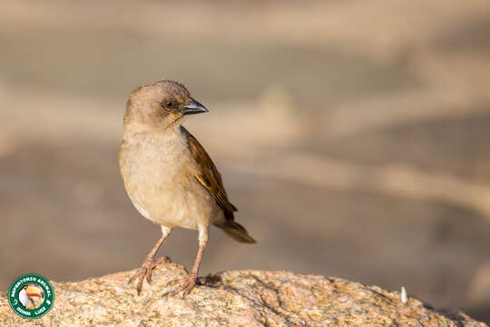 Image of Grey-headed Sparrow