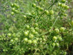 Image of coriander