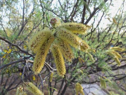 Image of Prosopis flexuosa DC.