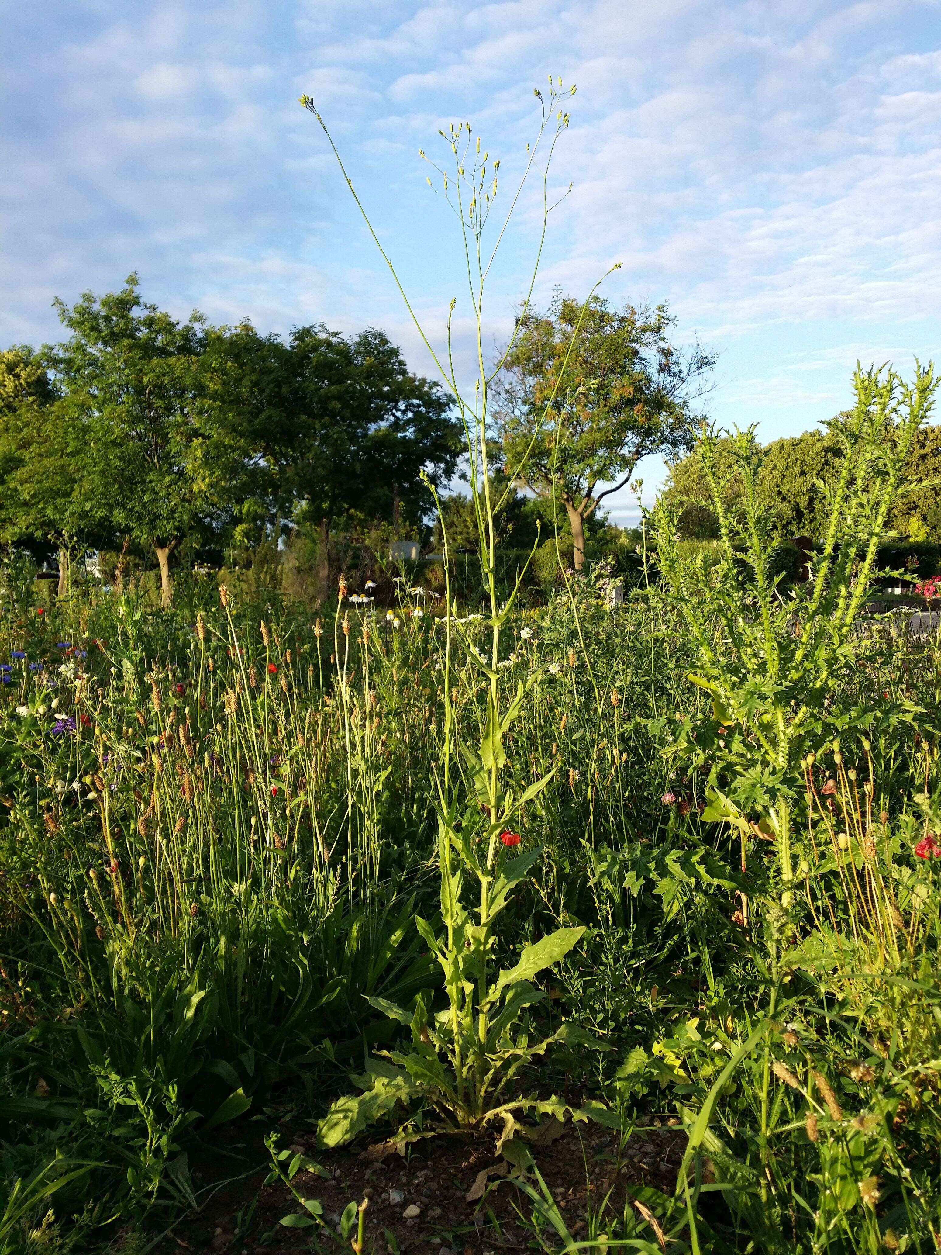 Image of smallflower hawksbeard