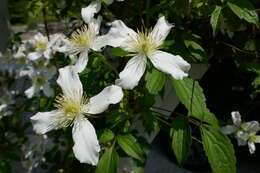 Image of Himalayan Clematis