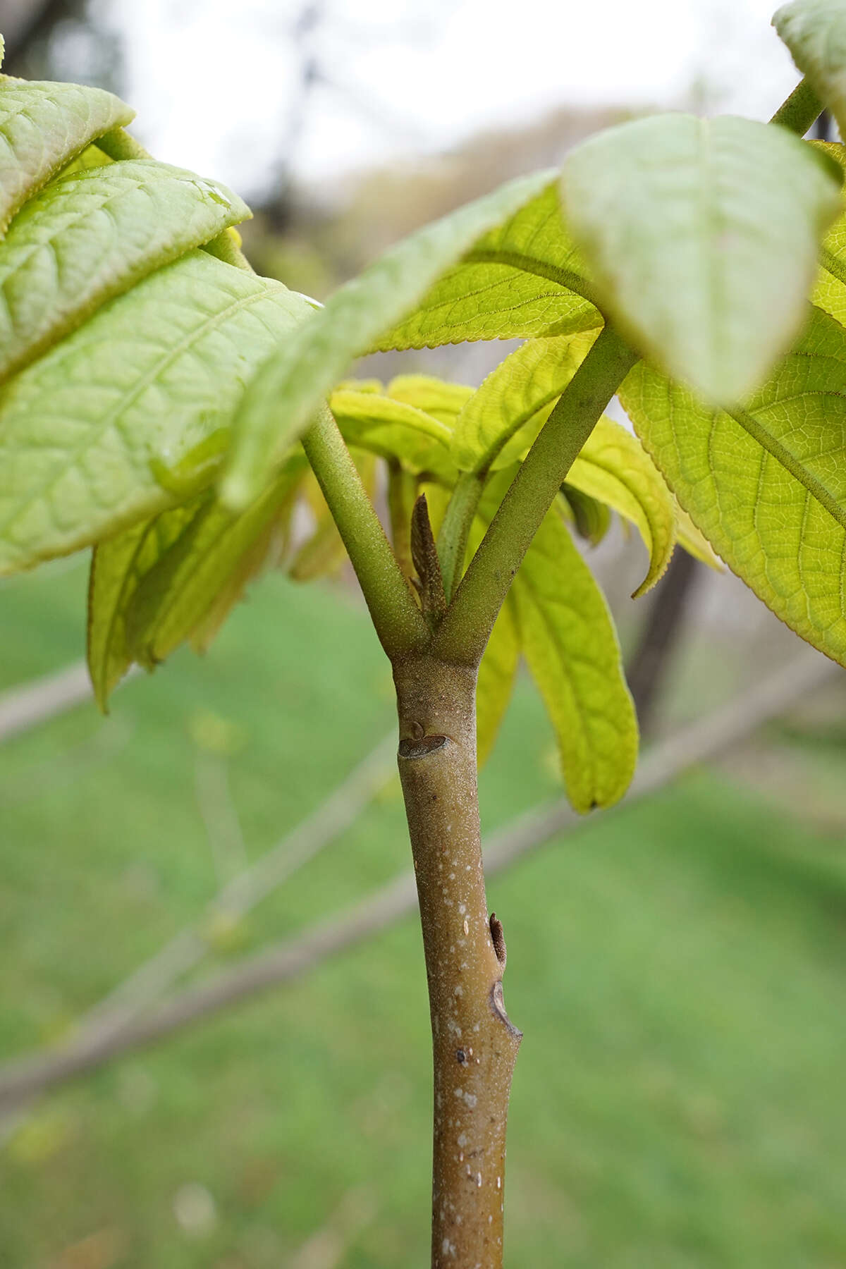 Image of Caucasian Wingnut