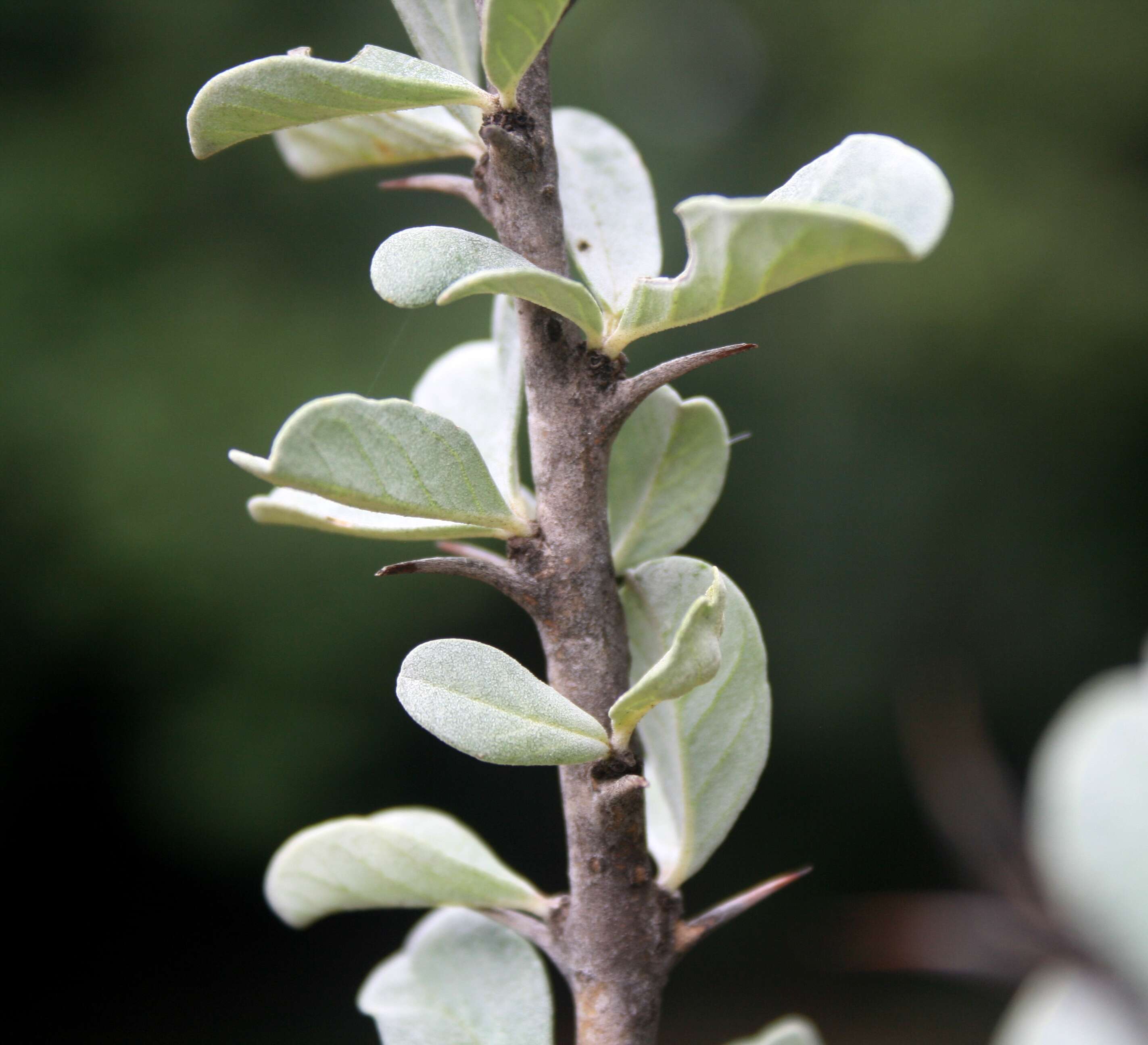 Image of Eastern sesame-bush