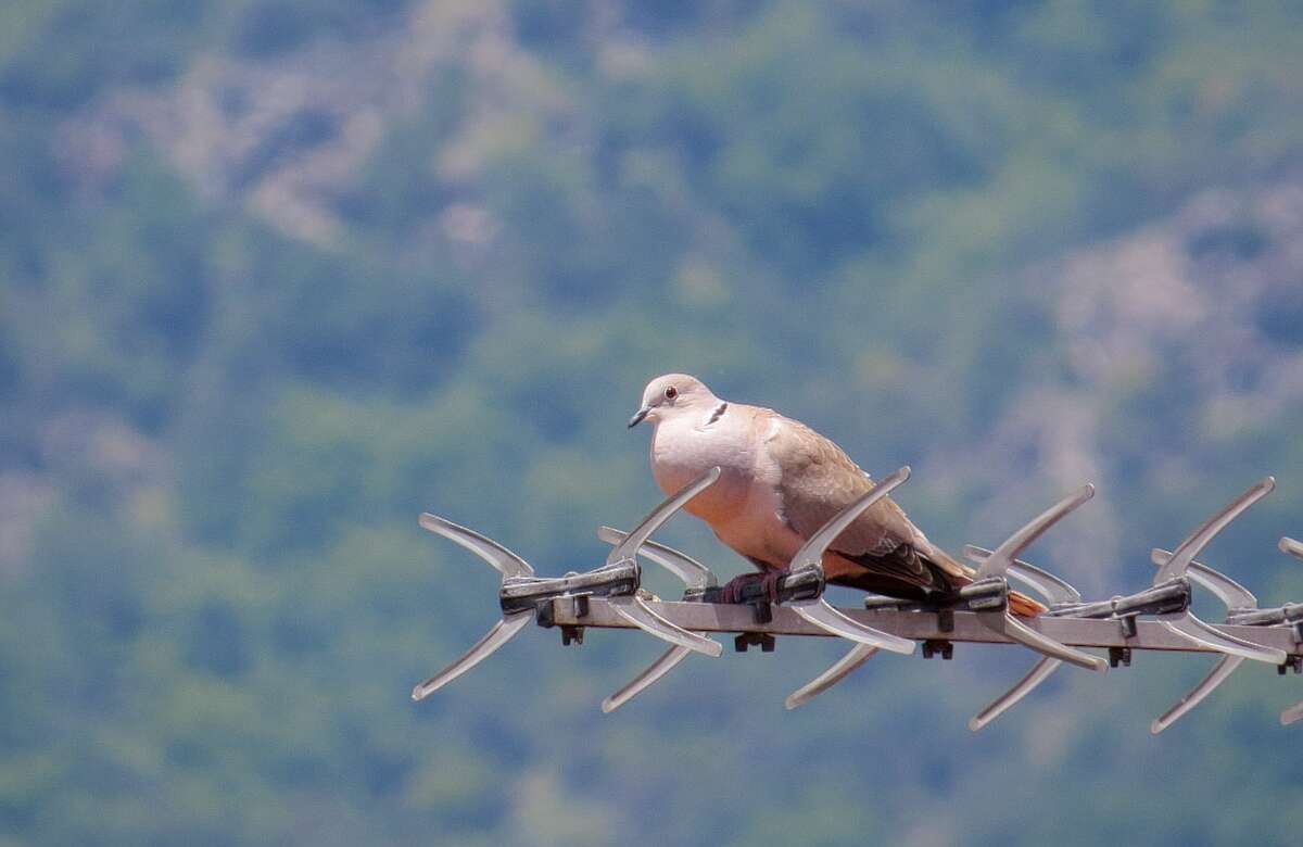 Image of Collared Dove