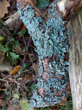 Image of Hammered shield lichen