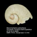 Image of Macromphalina palmalitoris Pilsbry & McGinty 1950