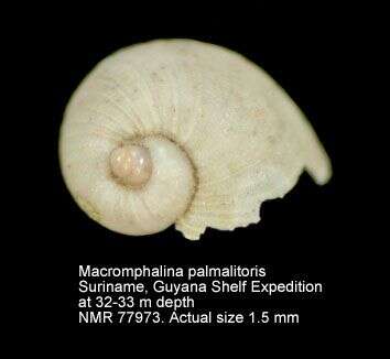 Image de Macromphalina palmalitoris Pilsbry & McGinty 1950