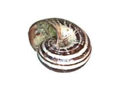 Image of Maritime gardensnail