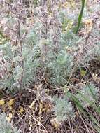 Image of Artemisia austriaca Jacq.