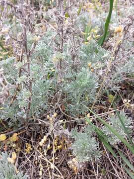 Image of Artemisia austriaca Jacq.