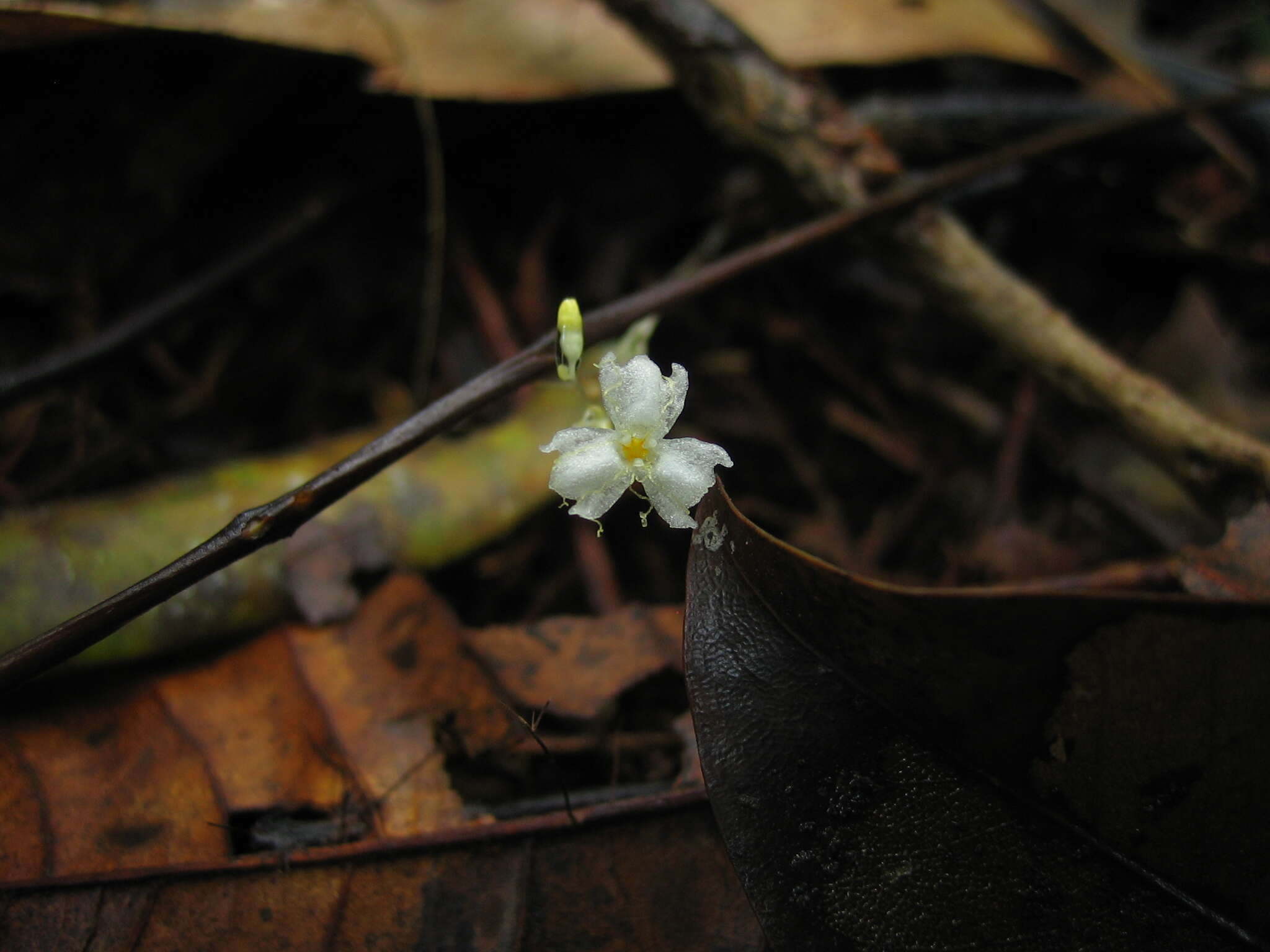 Imagem de Gymnosiphon