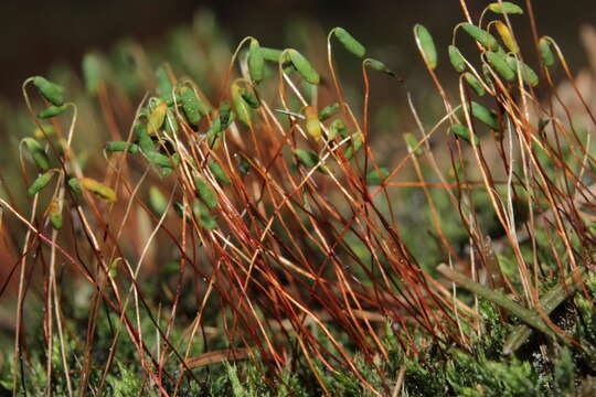 Image of pohlia moss