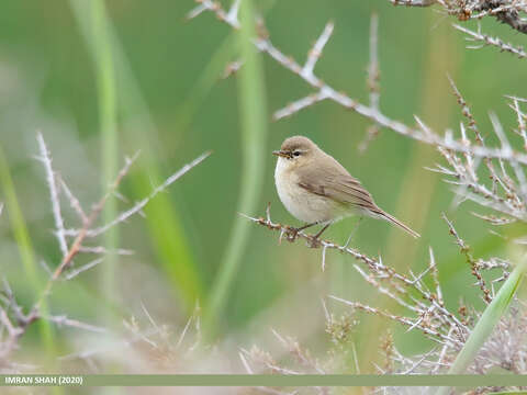 Image of Siberian Chiffchaff