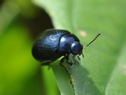 Image of Chrysolina haemoptera