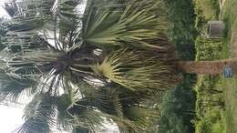 Image of Khasia Hills Fan Palm