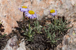 Image of early bluetop fleabane