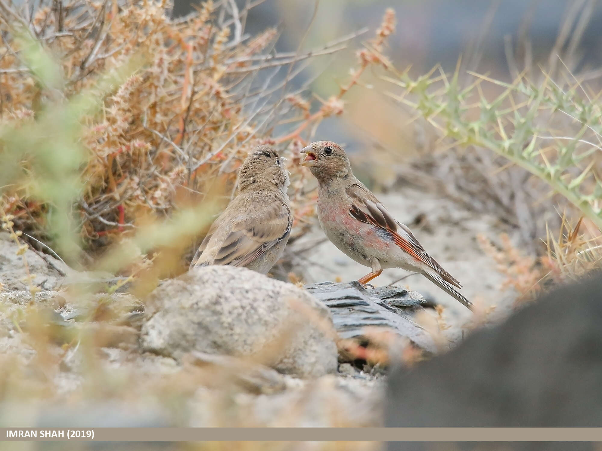 Image of Mongolian Finch