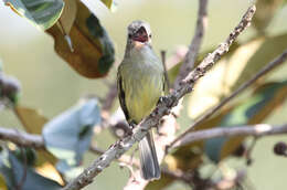 Image of Yellow-margined Flycatcher