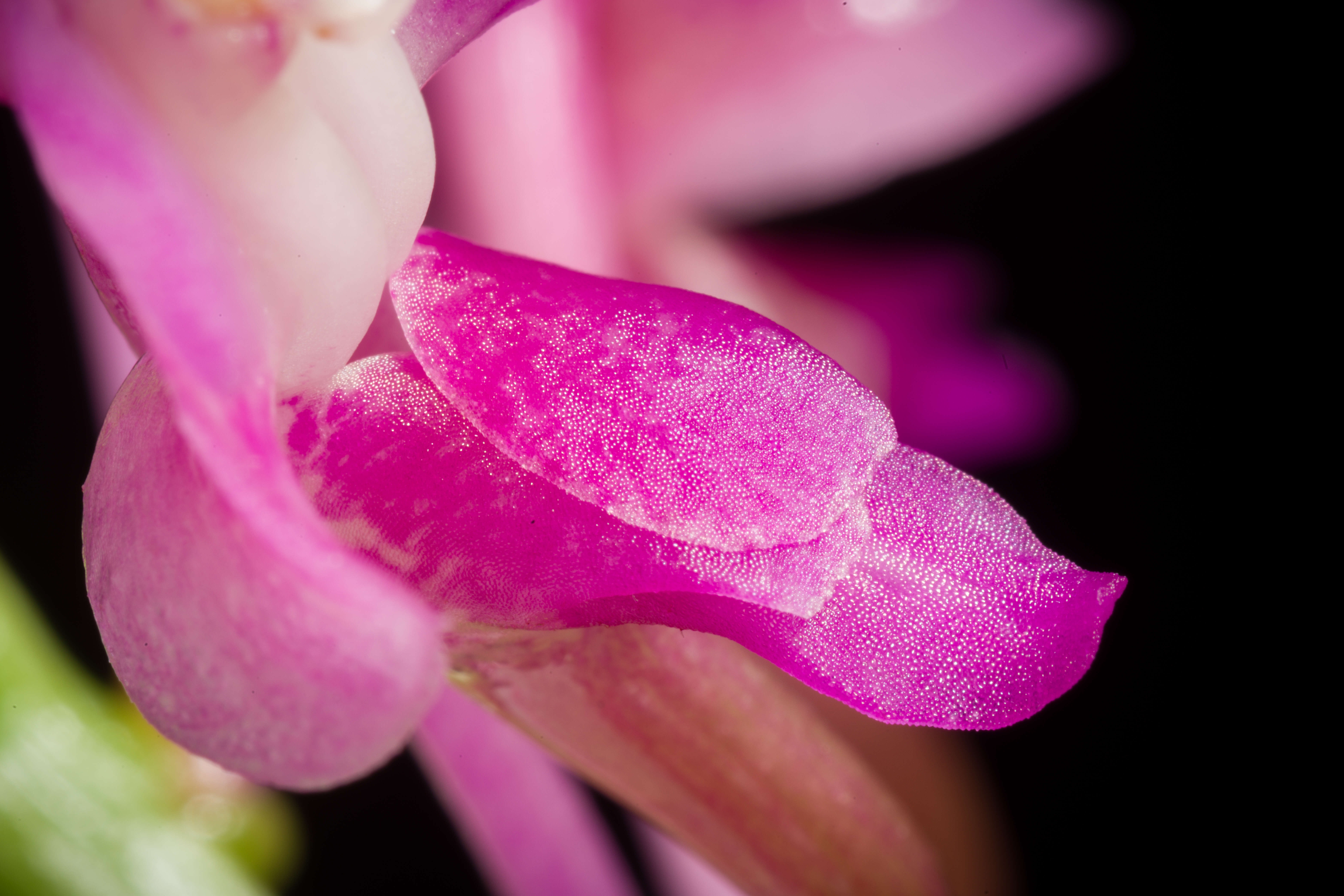 Image of Aerides leeana Rchb. fil.