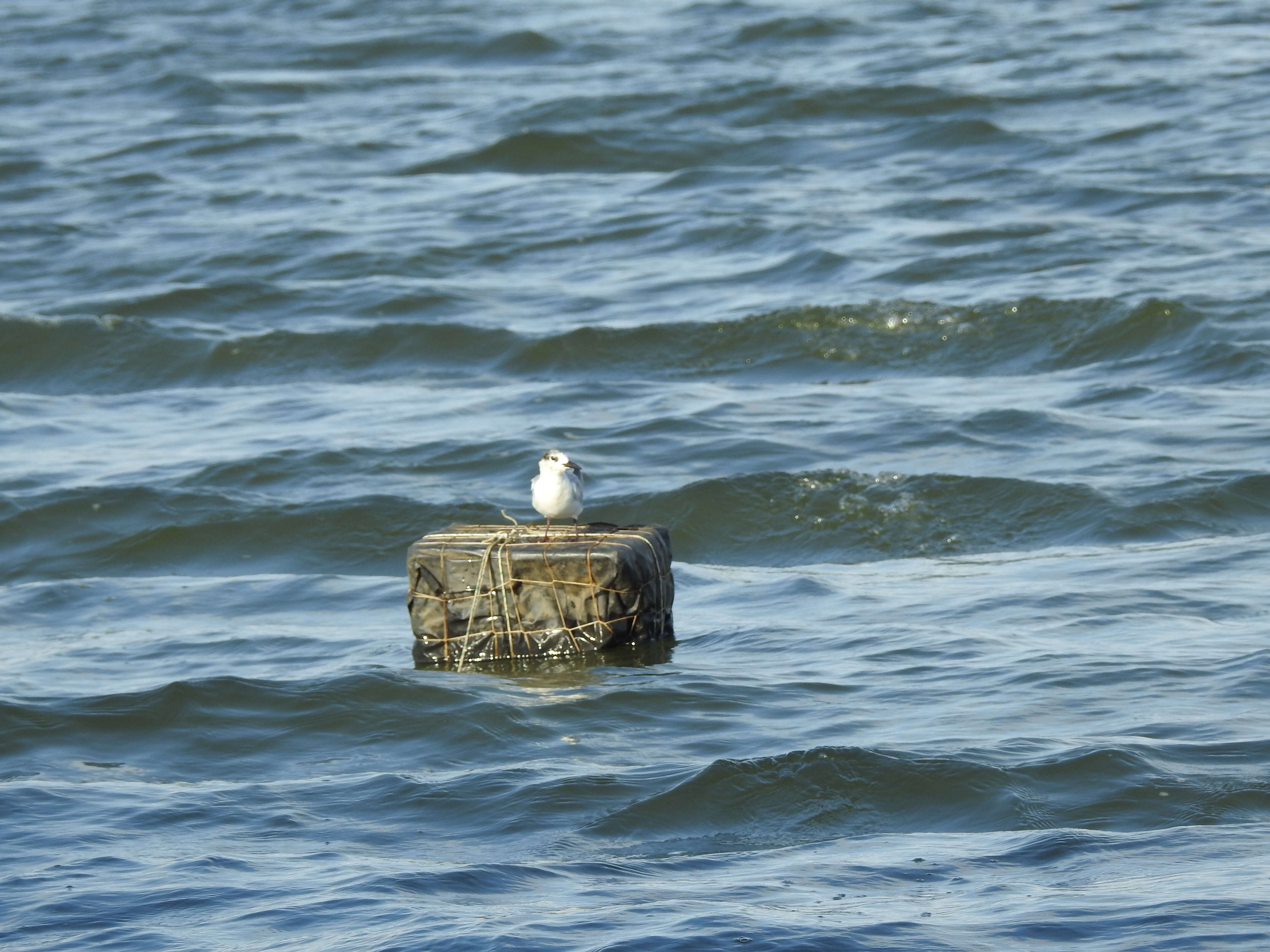 Image of Whiskered Tern